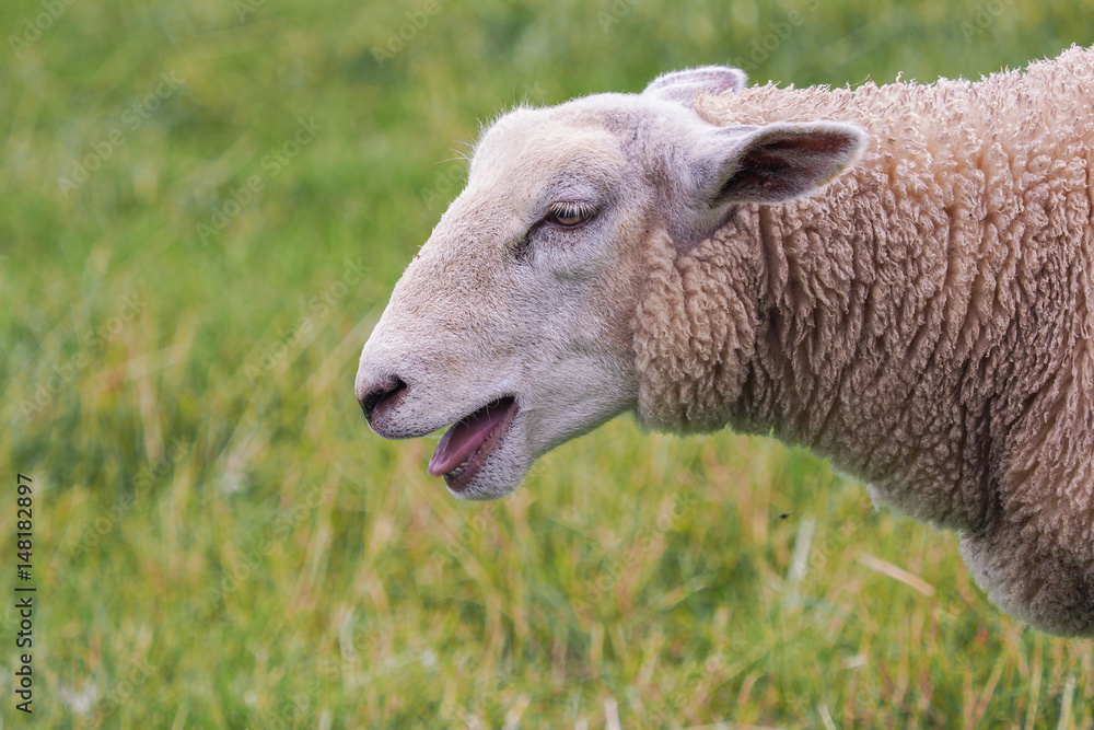 Schaf auf der Weide