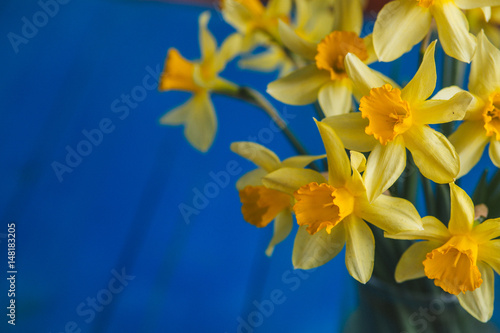 Fototapeta Naklejka Na Ścianę i Meble -  Yellow narcissus or daffodil flowers on blue wooden background. Selective focus. Place for text.