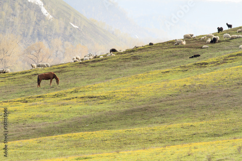 Domestic sheep and goats graze on the slopes of the mountains. photo