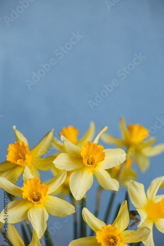 Fototapeta Naklejka Na Ścianę i Meble -  Yellow narcissus or daffodil flowers on blue background. Selective focus. Place for text.