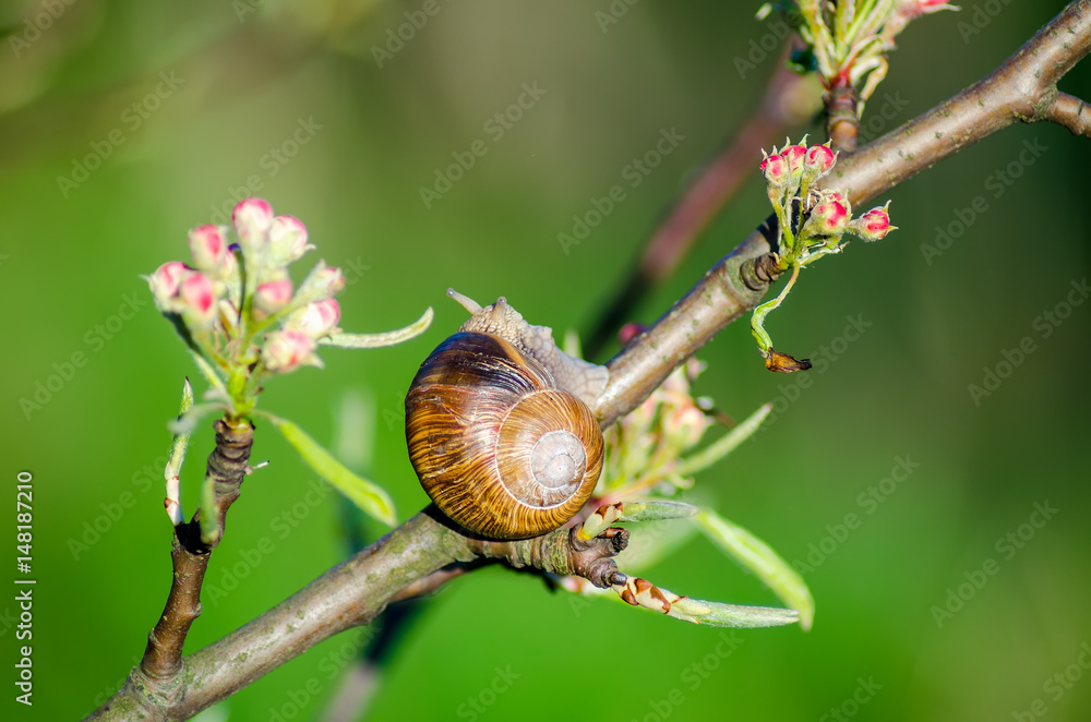 On a farm, snails creep along fruit trees. On a farm, snails creep along fruit trees.