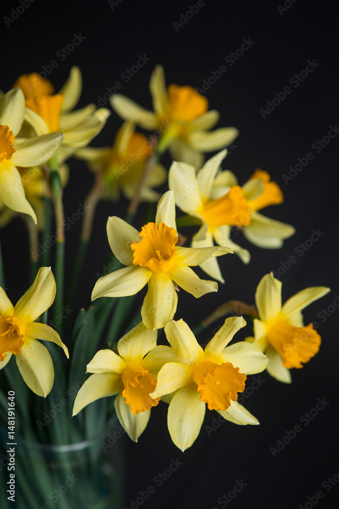 Yellow narcissus or daffodil flowers on black background. Selective focus. Place for text. Yellow narcissus or daffodil flowers on black background. Selective focus. Place for text.