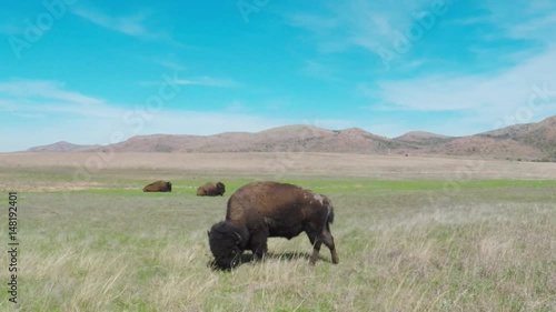Wichita Mountains  Wildlife Refuge. Oklahoma, USA - April 8, 2017. POV. Point of view - buffalo grazing on open prairie.