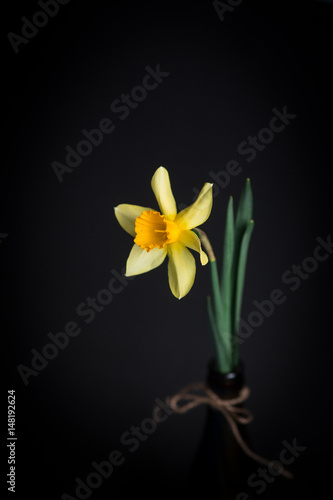 Fototapeta Naklejka Na Ścianę i Meble -  Yellow narcissus or daffodil flowers on black background. Selective focus. Place for text.
