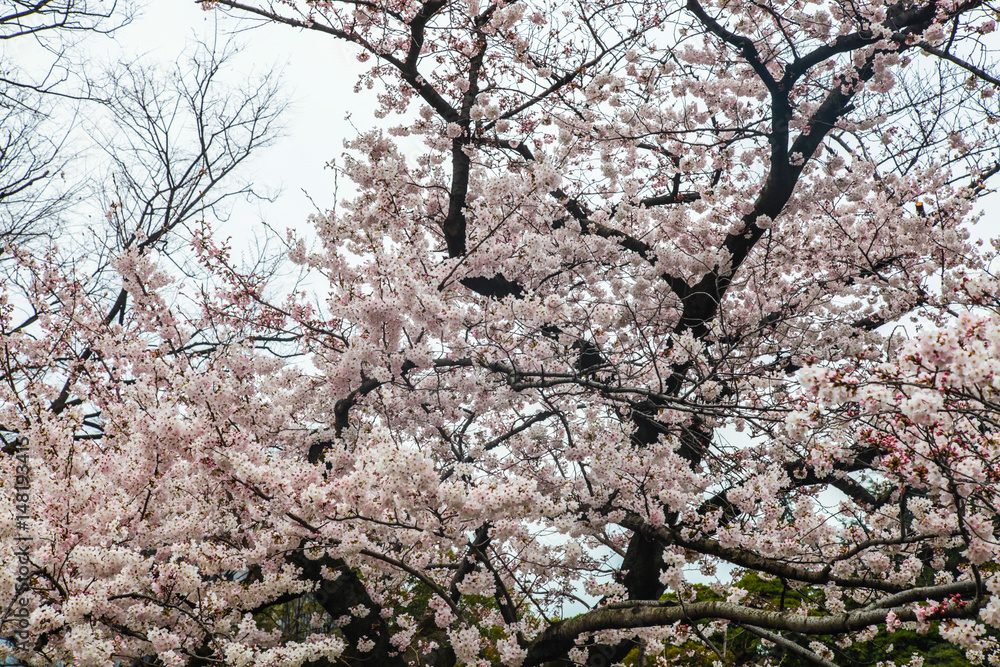 Pink cherry blossom flowers on tree | Japanese freshness garden Pink cherry blossom flowers on tree | Japanese freshness garden