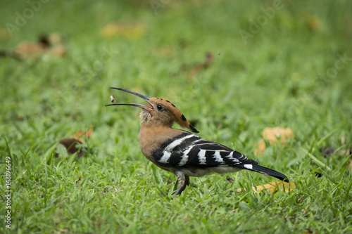 Eurasian Hoopoe or Common Hoopoe (Upupa epops) eating insect on ground ,Thailand