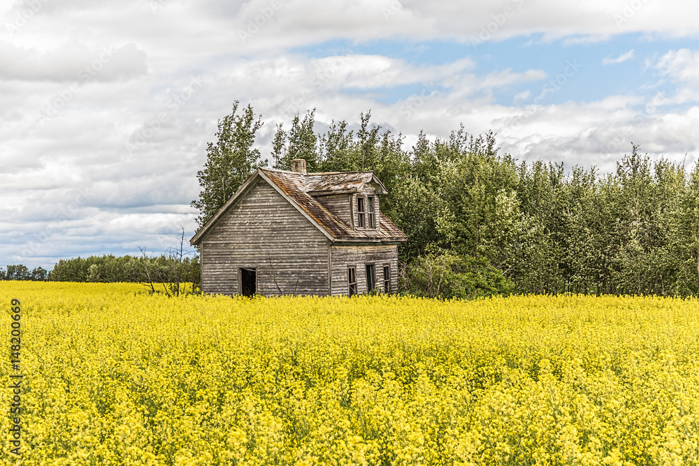 old homestead in a canola field