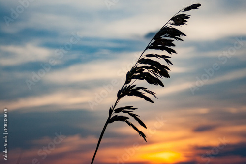 Sea Oats photo