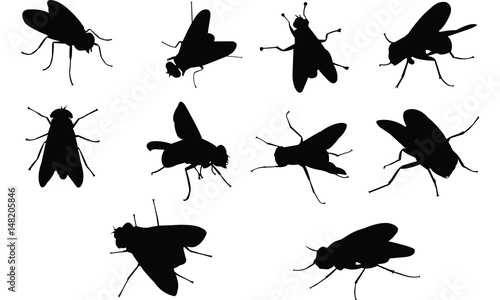Fly Silhouette vector illustration