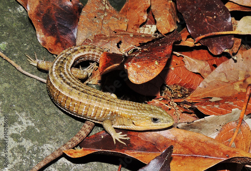 Barisia imbricata	(Escorpión)