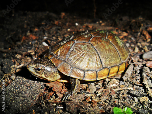 Kinosternon integrum	(Tortuga casquito)