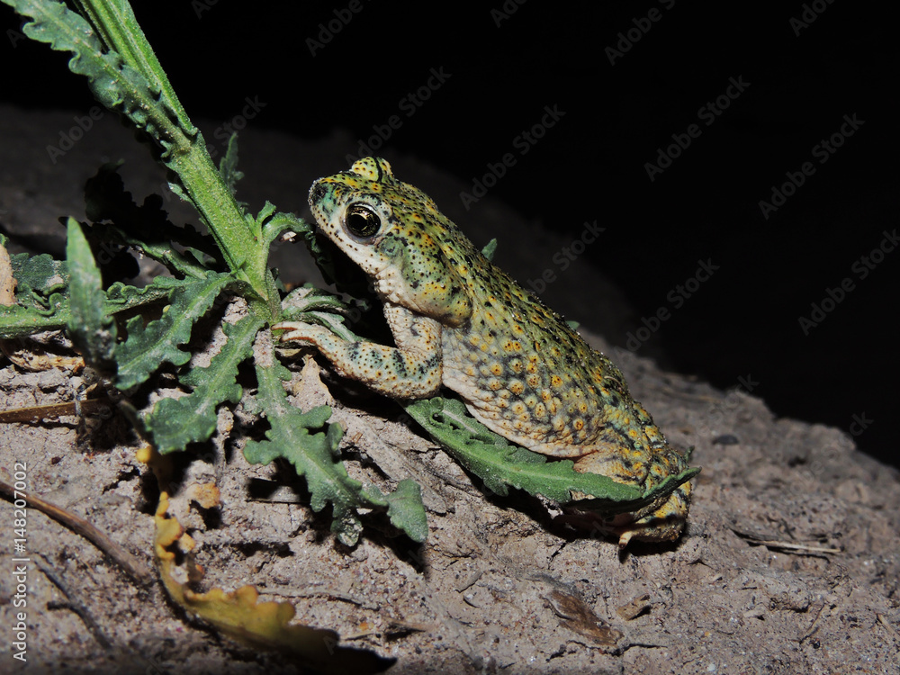Fototapeta premium Anaxyrus debilis (Sapo verde)