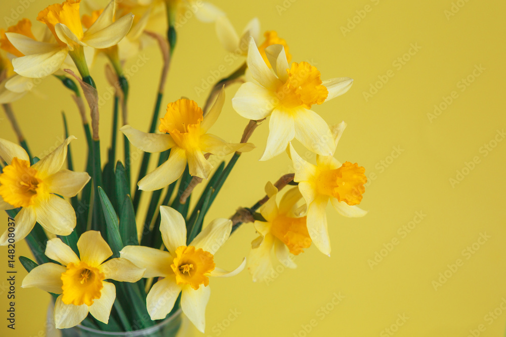 Fototapeta premium Yellow narcissus or daffodil flowers on yellow background. Selective focus. Place for text.