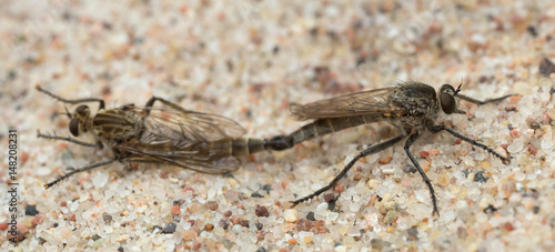 Mating robberflies on sand photo