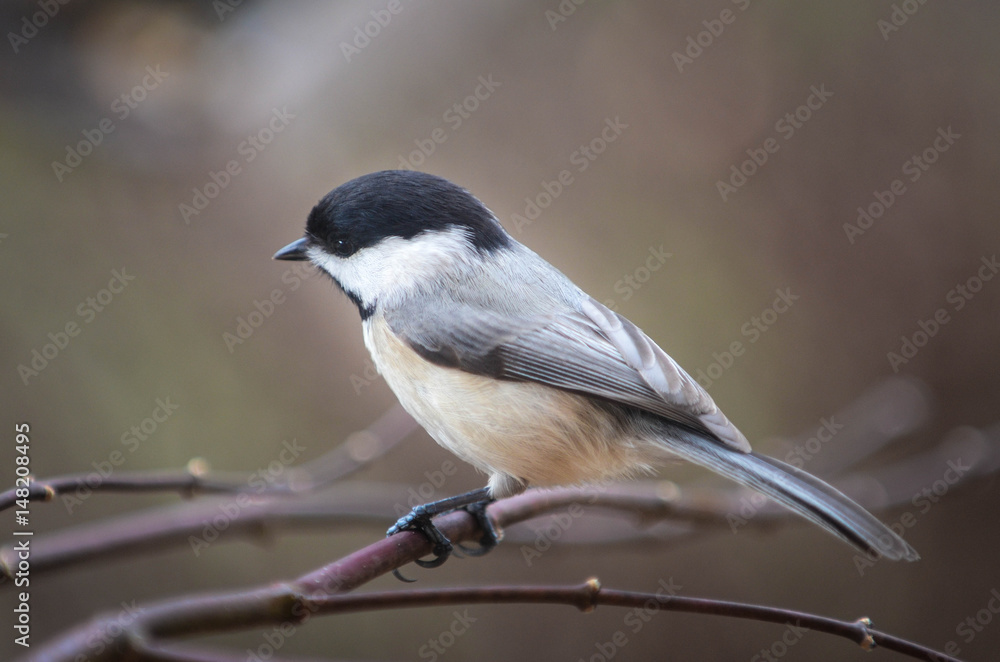 Obraz premium Chickadee