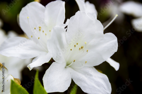 ツツジの花