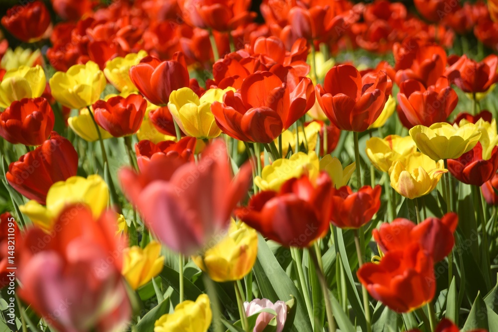 Obraz premium Wiese mit bunten Blumen