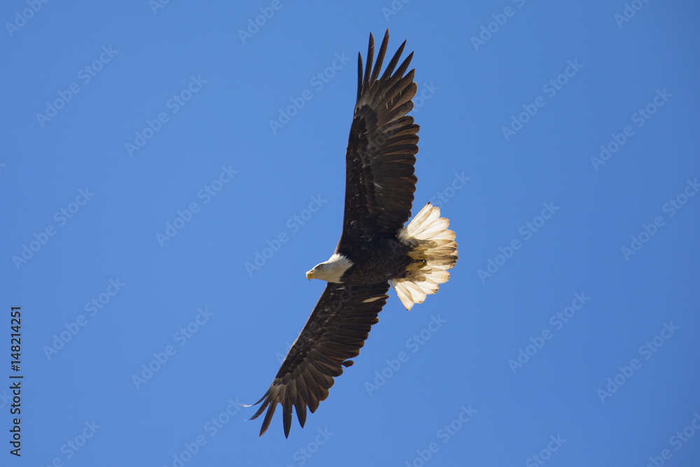Bald eagle flying, seen in the wild in  North California