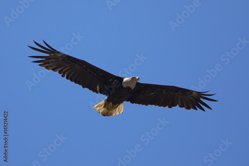 Bald eagle flying, seen in the wild in  North California © ranchorunner
