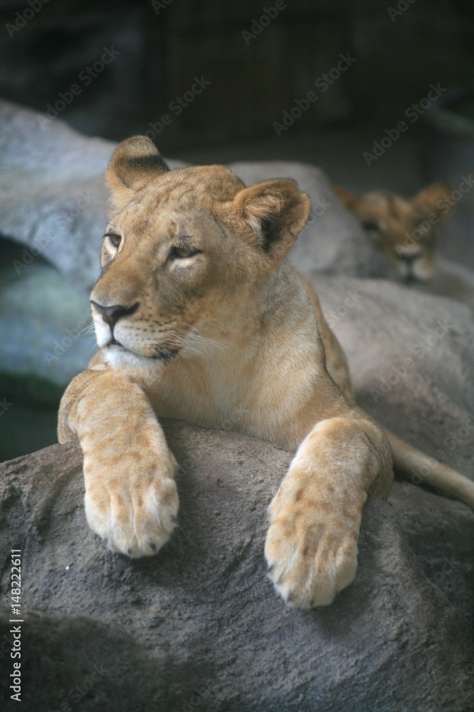Fototapeta premium Female lion