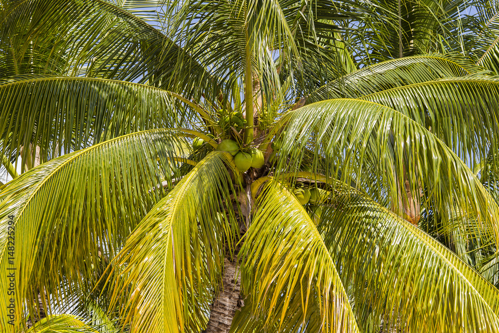 Fototapeta premium Coconuts palm tree perspective view from floor high up