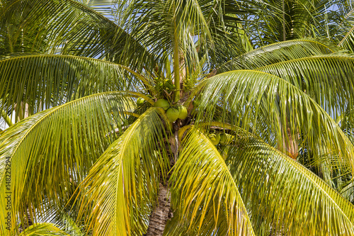 Coconuts palm tree perspective view from floor high up