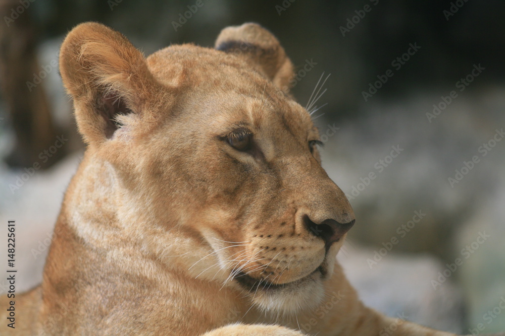 Fototapeta premium Female lion