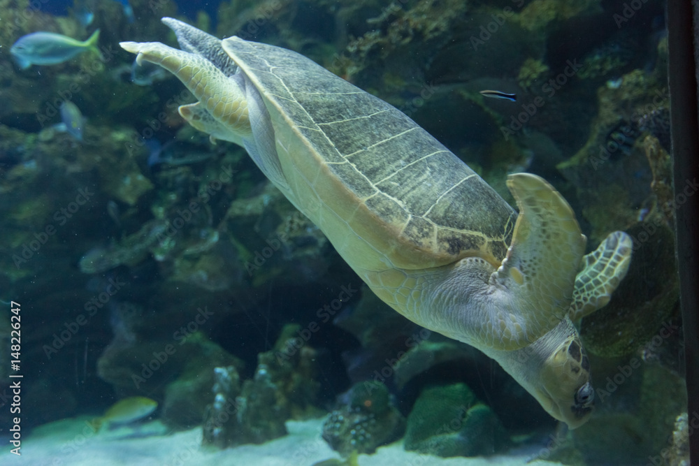 Obraz premium Turtle swimming underwater
