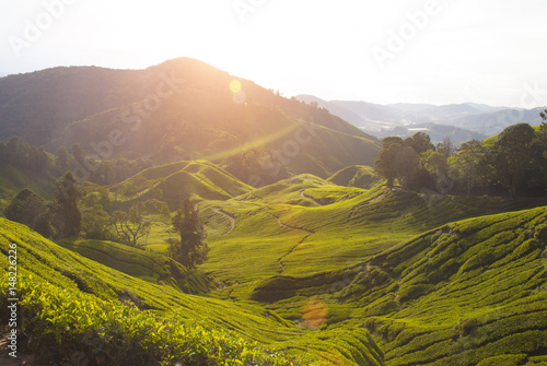 Tableau sur toile misty morning at cameron highlands , malaysia
