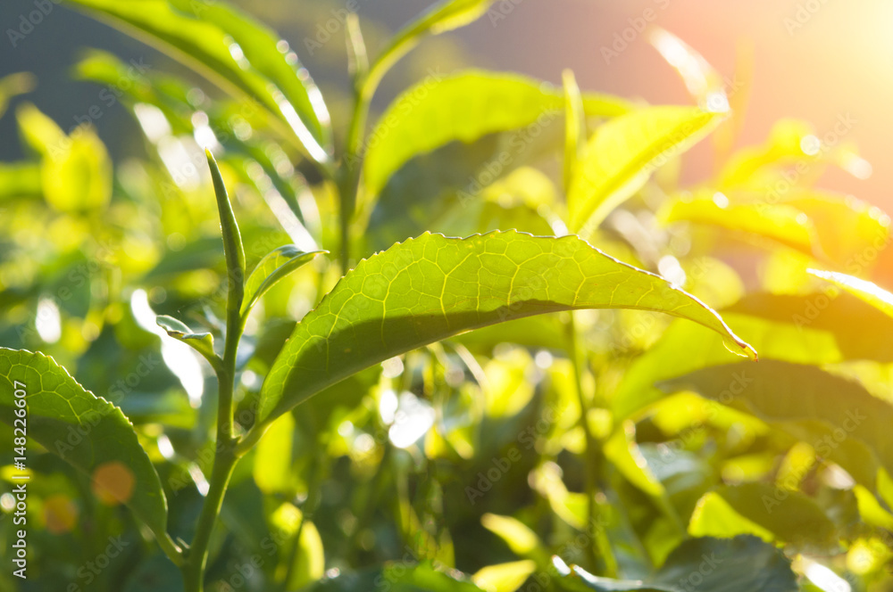 Obraz premium green tea close up, cameron higlands malaysia