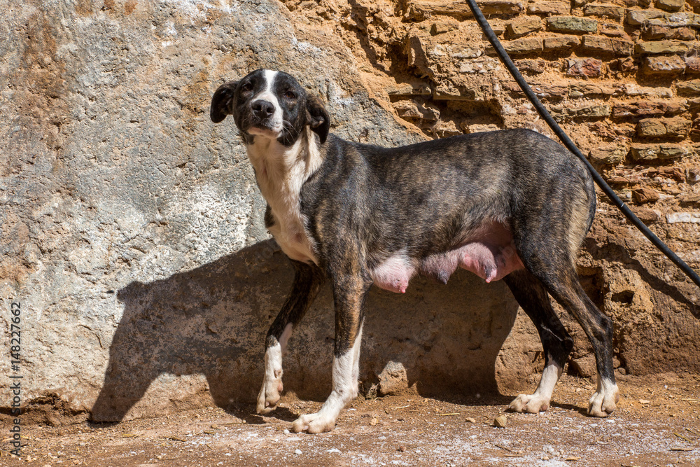 Hungry, unhappy, newly born dog stands near a stone wall