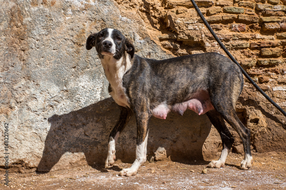 Hungry, unhappy, newly born dog stands near a stone wall Hungry, unhappy, newly born dog stands near a stone wall