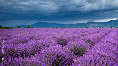 The endless lavander fields of southern France under the summer sky