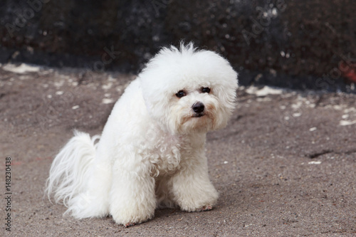 dog breed maltese bichon © deviddo