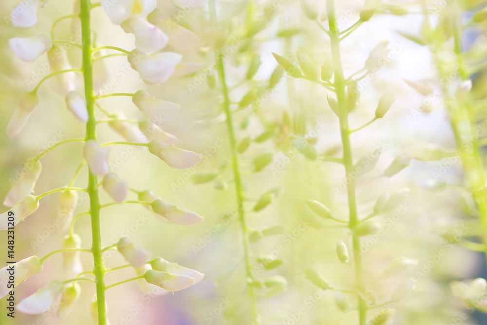 Fototapeta premium 藤 花 あしかがフラワーパーク 観光 日本