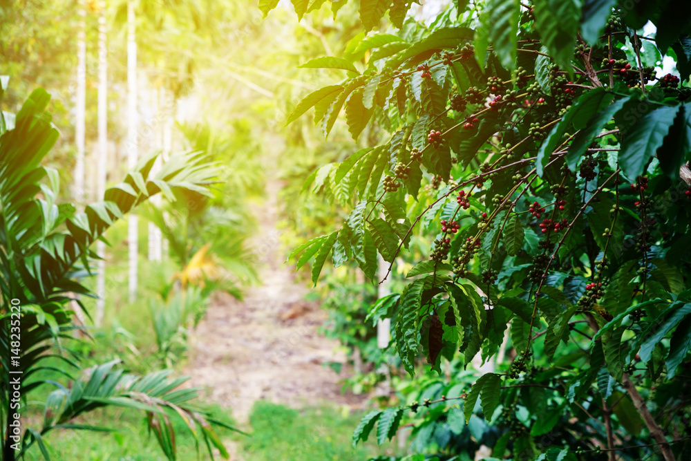 Robusta coffee farm and plantation on the south mountain of Thailand. Robusta coffee farm and plantation on the south mountain of Thailand.