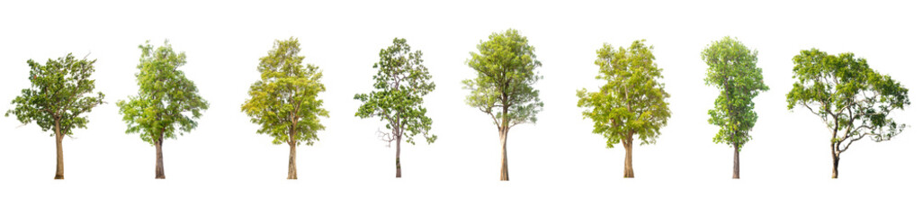 collections green tree isolated on white background.