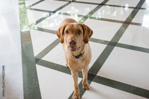 labrador retriever brown dog
