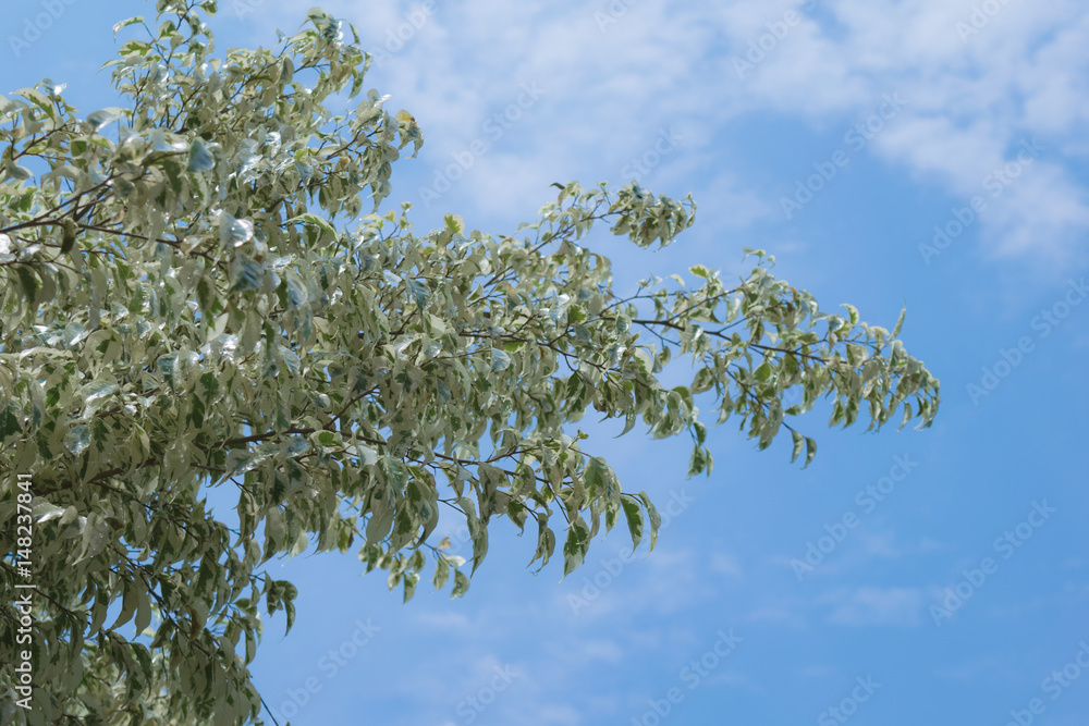 The branch of tree protrudes in the bright sky after rain.