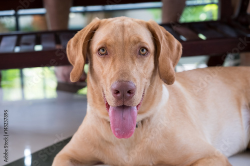 labrador retriever brown dog