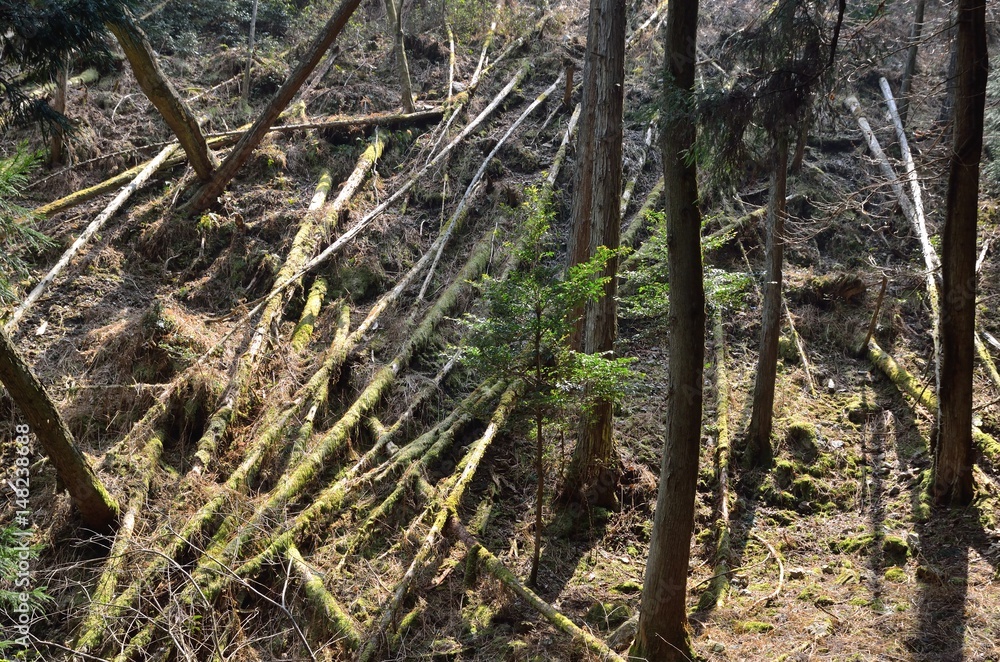滋賀 音羽山登山道 滋賀 音羽山登山道