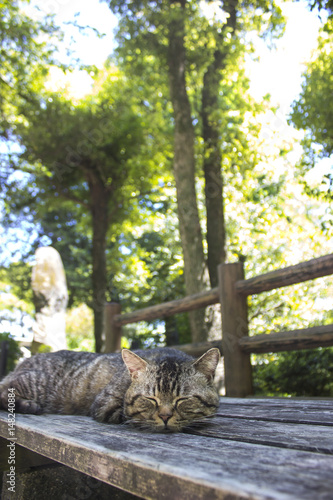 ベンチで寝る猫