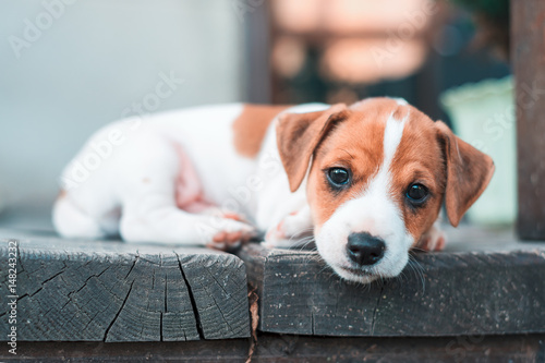 Jack russel puppy on white carpet