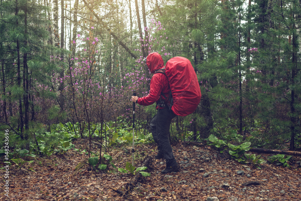 Fototapeta premium hiker tourist travels to green mountain forest in the fog with the red backpack in rainy weather
