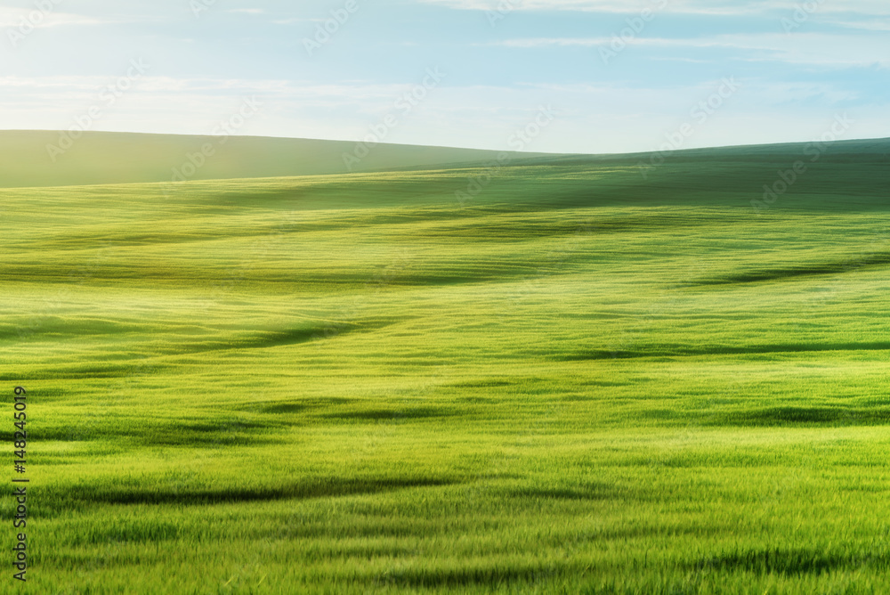 Green field in summer day with beautiful light