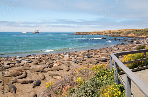 Elephant Seal Colony viewing vista at Piedras Blancas north of San Simeon on the Central Coast of California USA photo