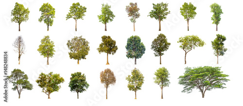 collections green tree isolated. green tree isolated on white background.