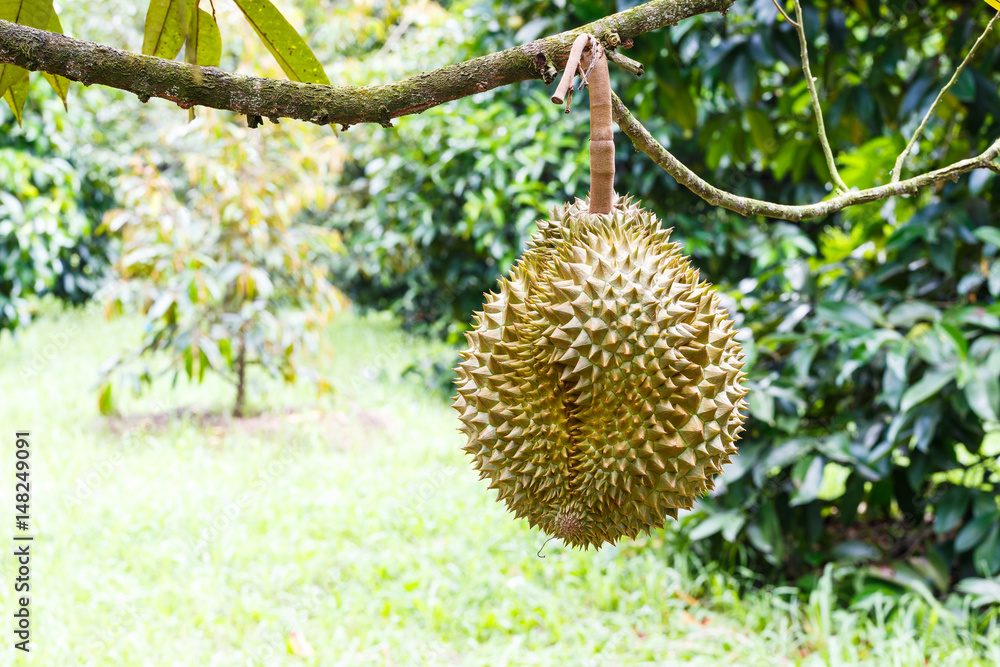 Mon Thong durian, king of tropical fruit on tree Mon Thong durian, king of tropical fruit on tree