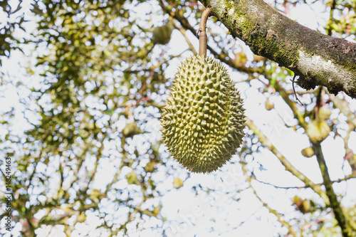 Mon Thong durian, king of tropical fruit on tree photo