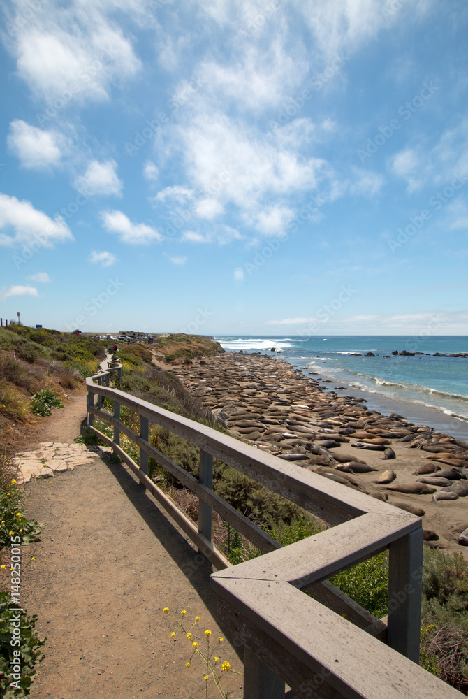 Elephant Seal Colony walkway viewing path at Piedras Blancas north of San Simeon on the Central Coast of California USA